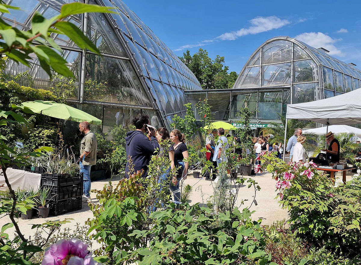 From chokeberry to stone pine: plant rarities market on April 26 and 27 -  University of Graz