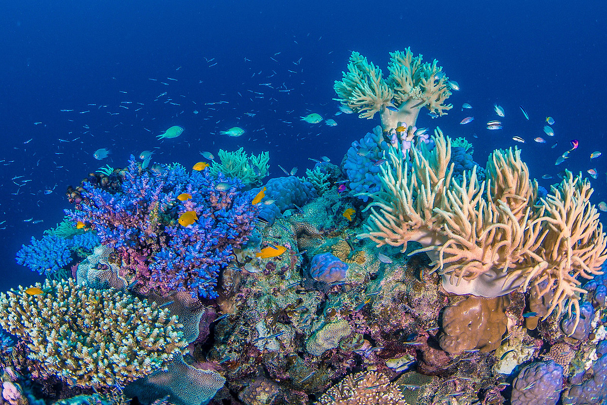 It was the heat: researchers clarify the history of the Great